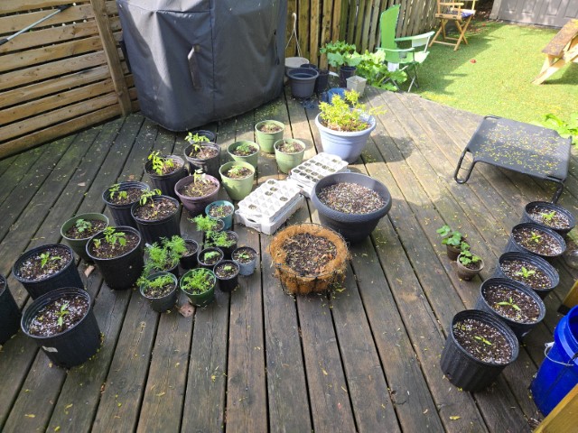 A photo of a lot of potted plants on a deck. It is springtime, so the plants are young and green and growing fast. It recently rained, so everything is wet.