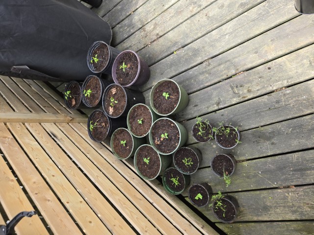 18 freshly repotted seedlings sit in a shaded area in a corner between a fence and a covered BBQ.