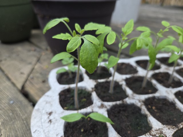 A zoomed-in shot of a young tomato seeding in a seed sprouting tray. It is a few inches tall and getting too big for the small seedling cell!