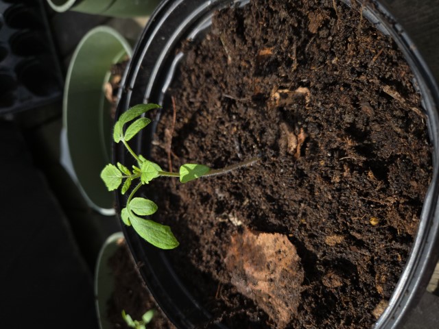 The same seedling as in the previous image is now in a much larger pot.
