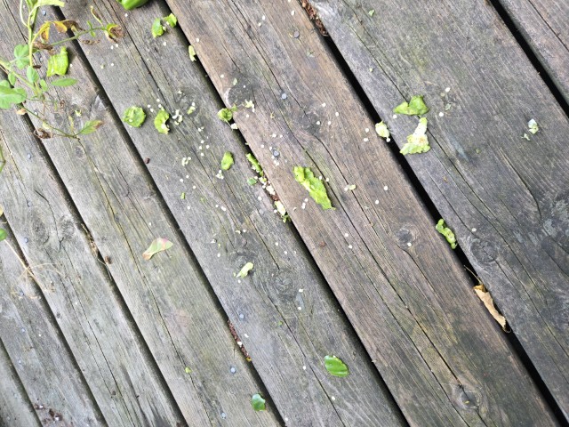 pieces of a chewed-up green bell pepper are strewn across a deck.