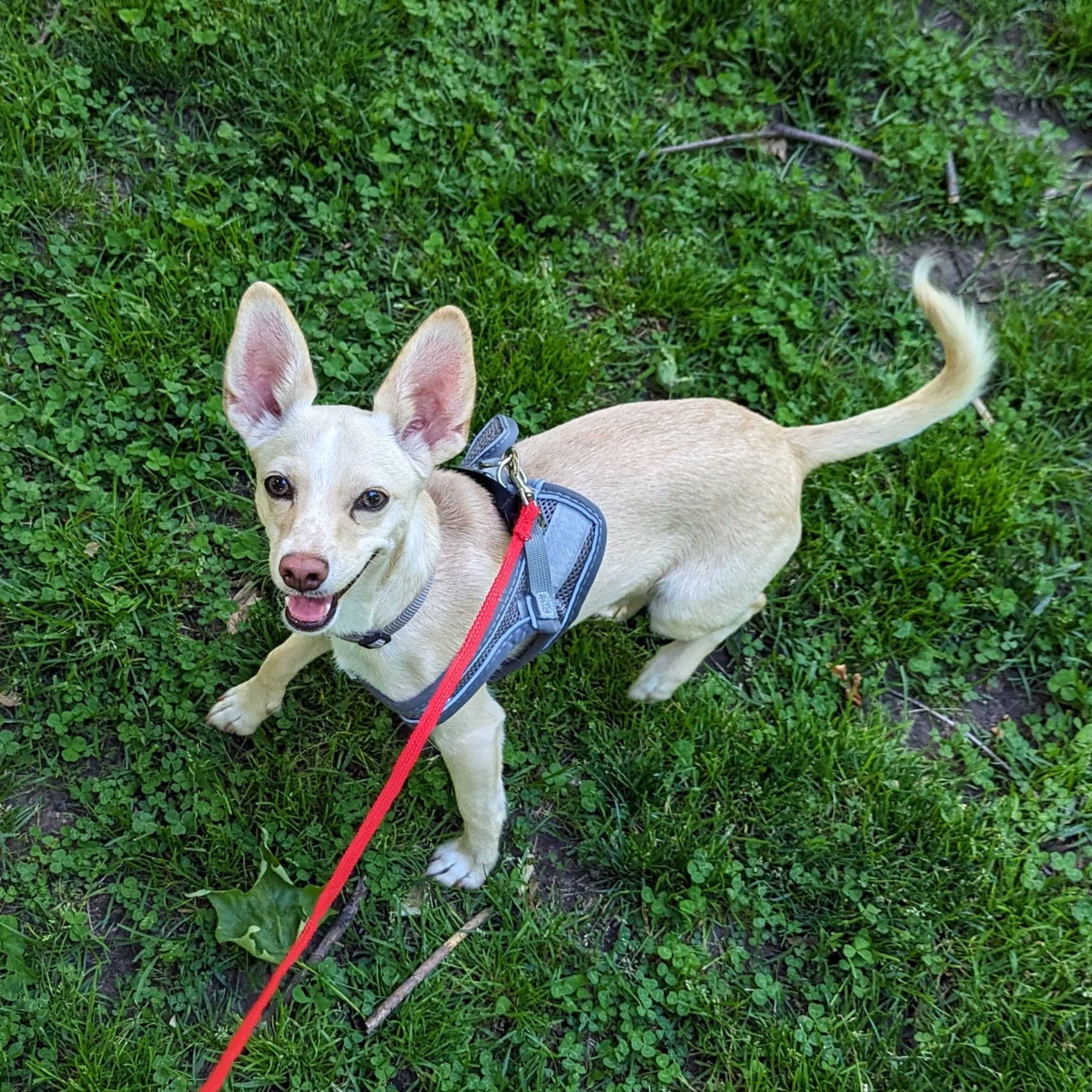 A blonde tuxedo-coated chihuahua looks back and up at the camera from the end of a red leash, walking on a grass and clover field.