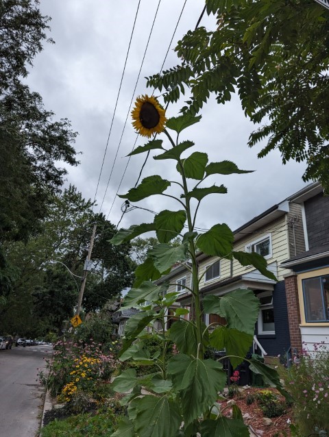 An enormous sunflower towers over the viewer!