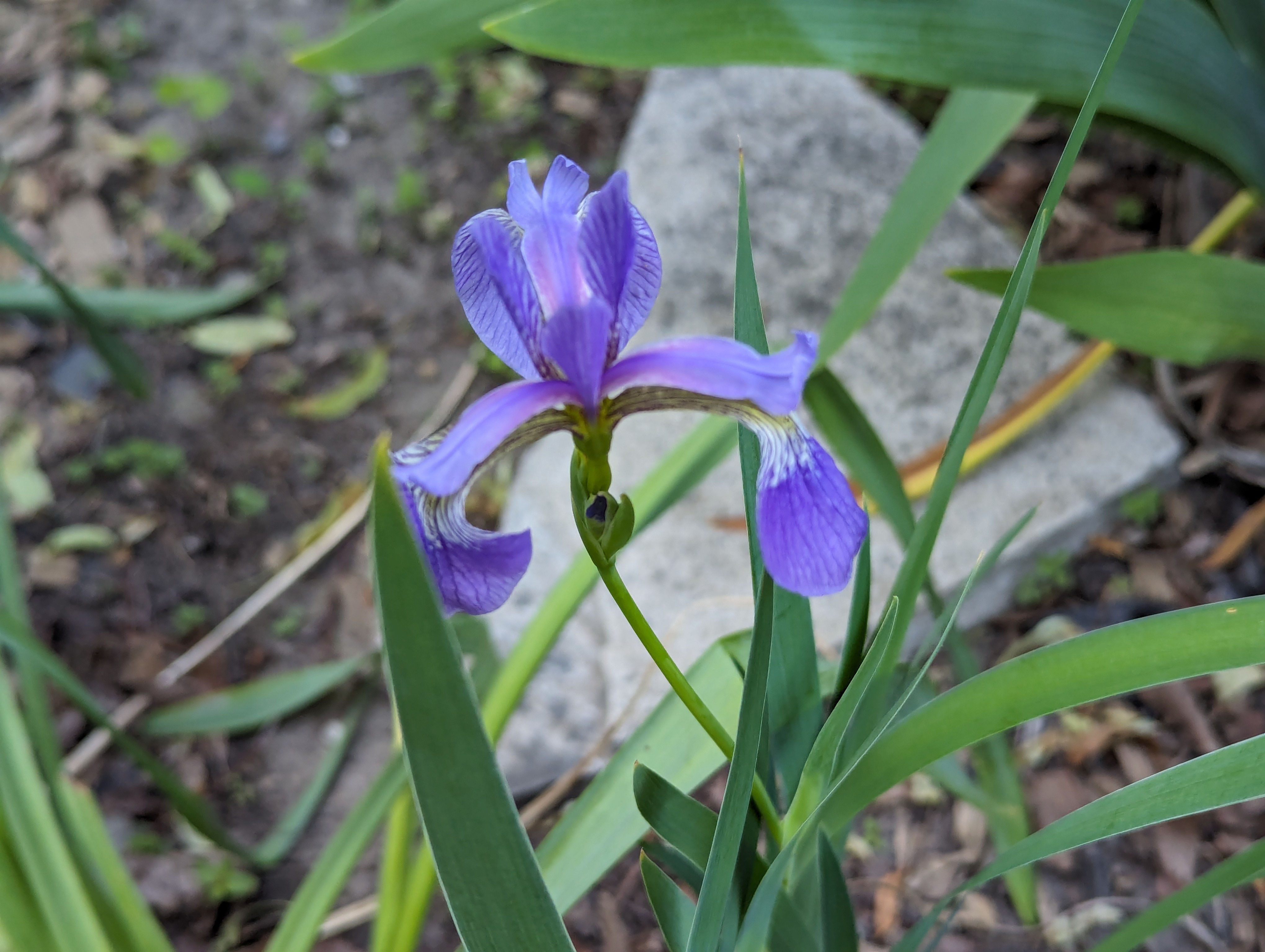 A blueflag iris in bloom.