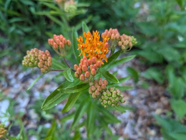 A butterflyweed plant blooms in shades of vibrant orange