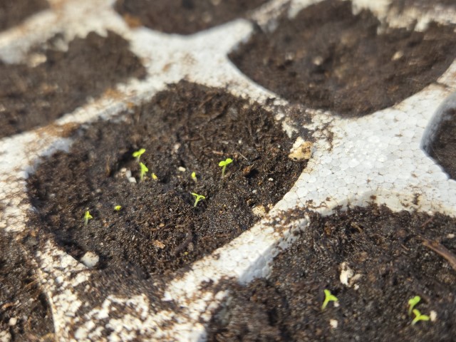A zoomed-in shot of miniscule little sprouts emerging from dark, damp soil in a seed sprouting tray.