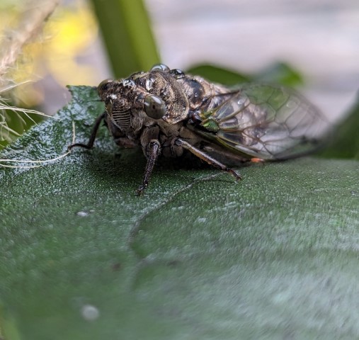An macro shot of a cicada.