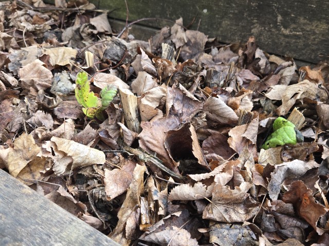 Smallish, somewhat-healthy green leaves are pushing through leaf litter mulch in a short, rectangular planter box.