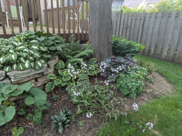 A shady garden beneath a locust tree. Hostas, Ferns, Solomon's seal, and some plants I don't know are lush shades of green and burgundy.