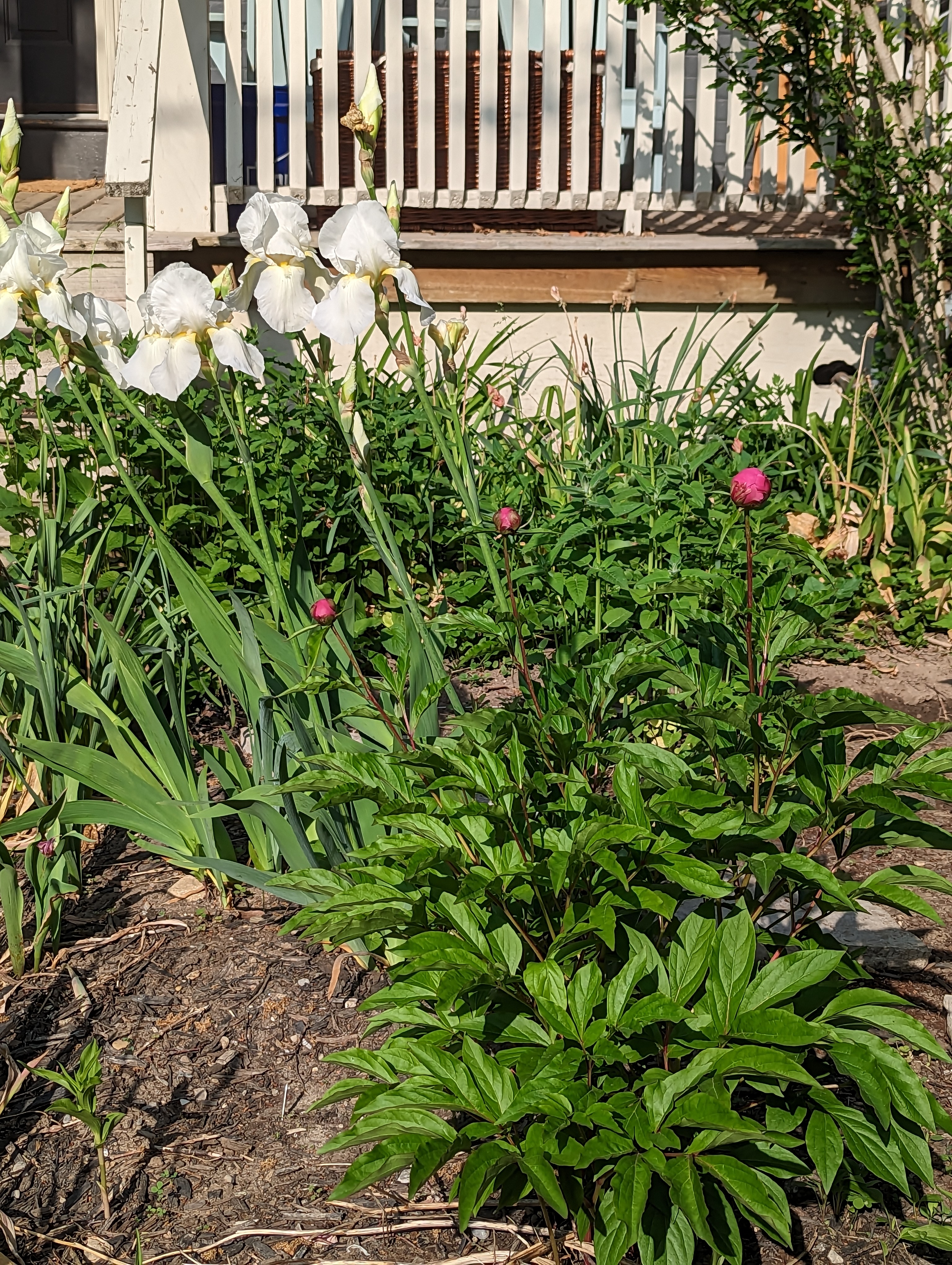 on the left side, white irises in full bloom. to the right, the bud of a pink peony flower just about to open
