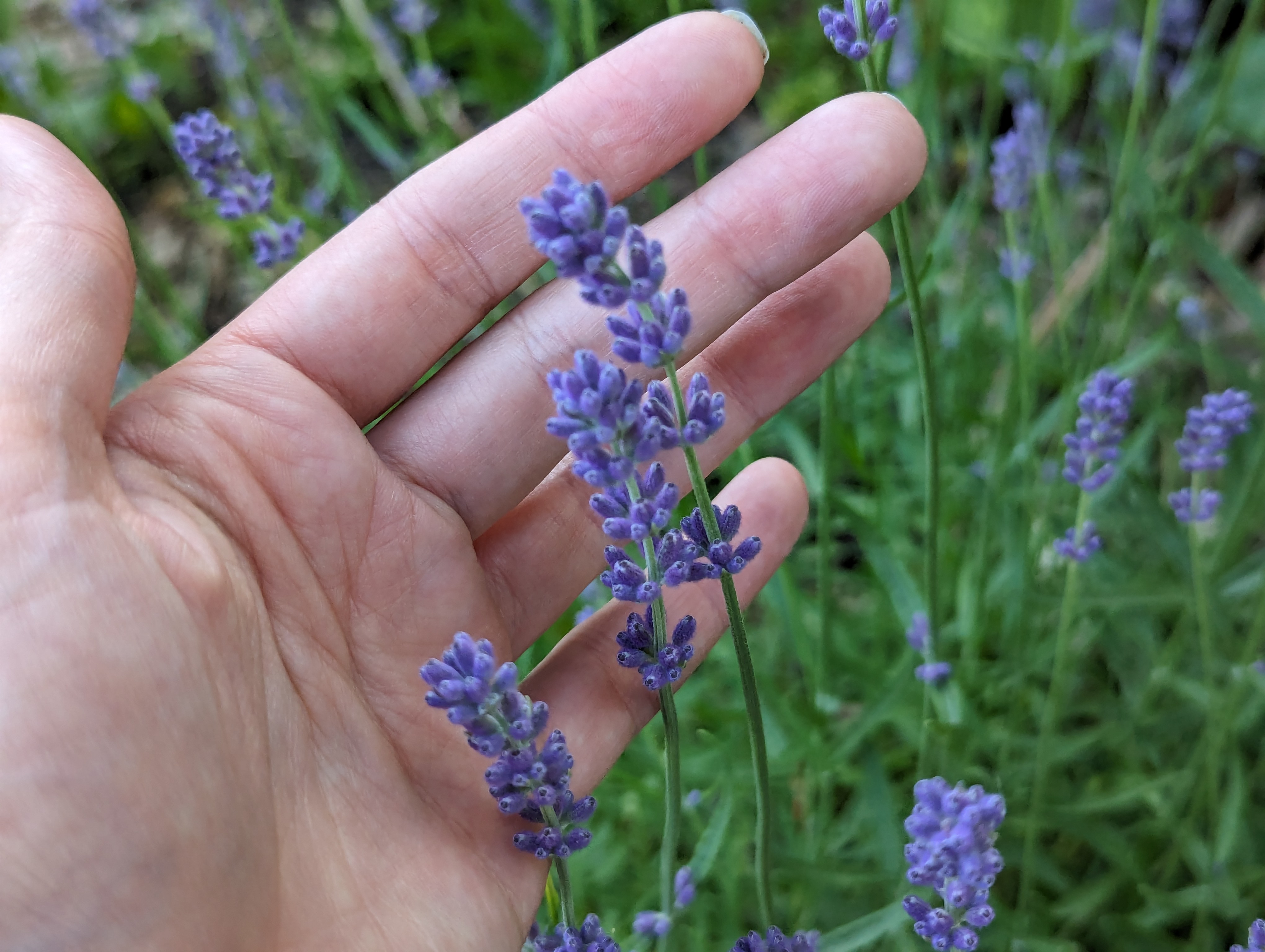 Sprigs of a lavender plant in bloom cupped in hand.