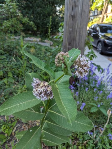 A single stem of common milkweed is beginning to blooming in a dusty pinkish purple.