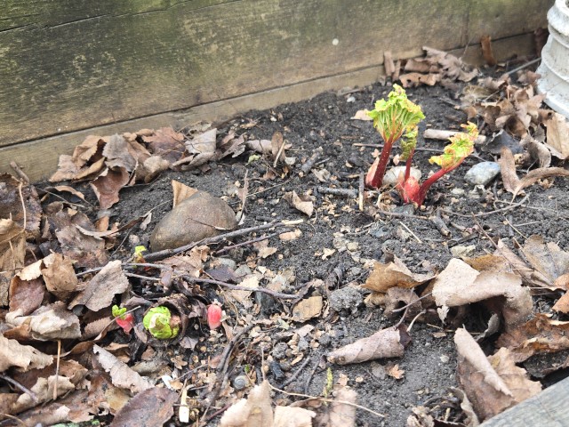 Short, bright red stalks of rhubarb with compacted half-emerged green leaves are pushing through the soil in a short, rectangular planter box.