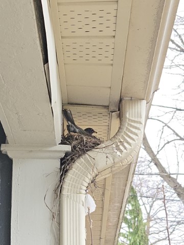A zoomed-in photo of a robin sitting in a nest, wedged in the elbow of a downspout below an eave. The robin is looking at the camera behind her.