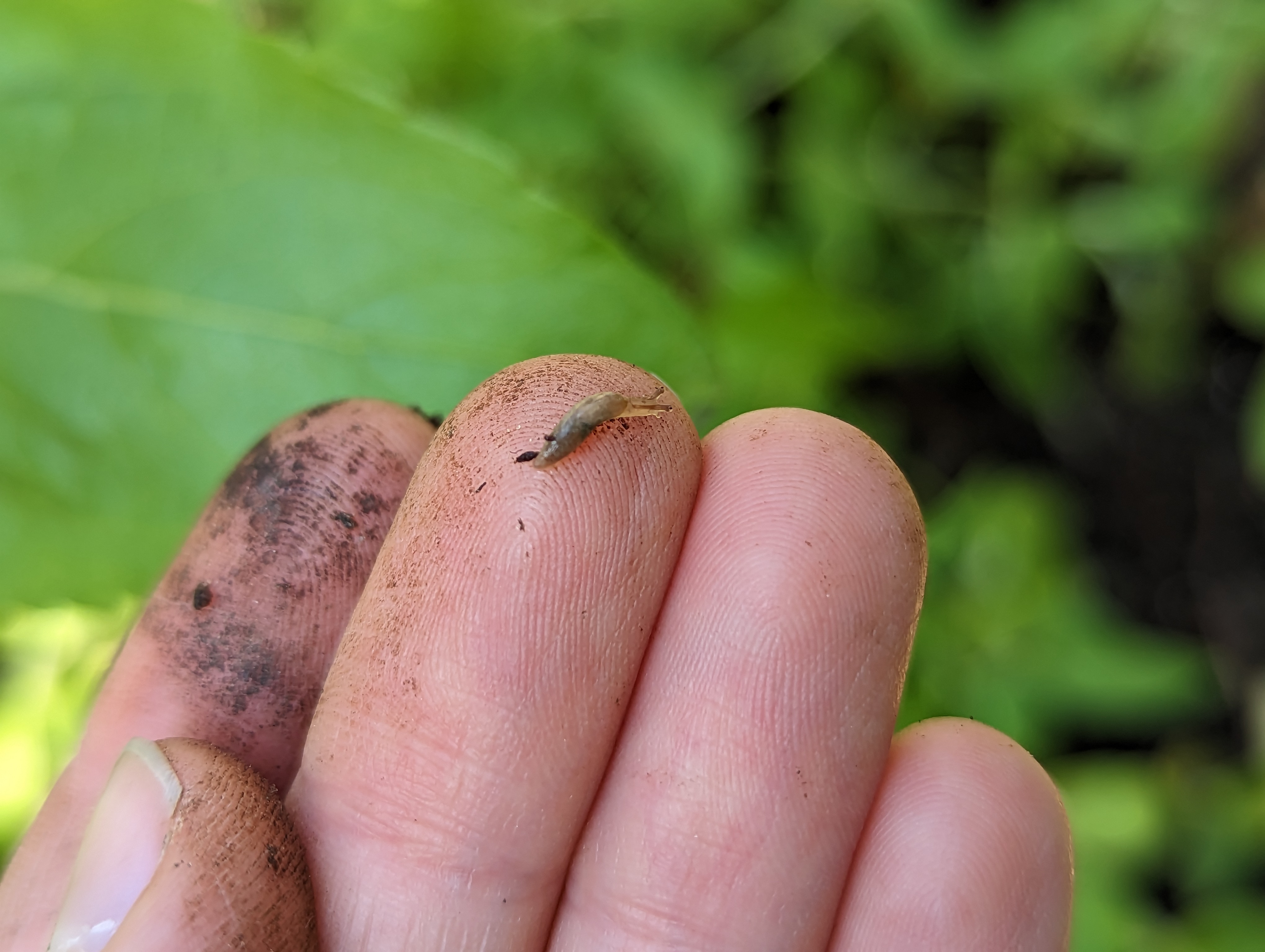 a tiny slug on the tip of my finger