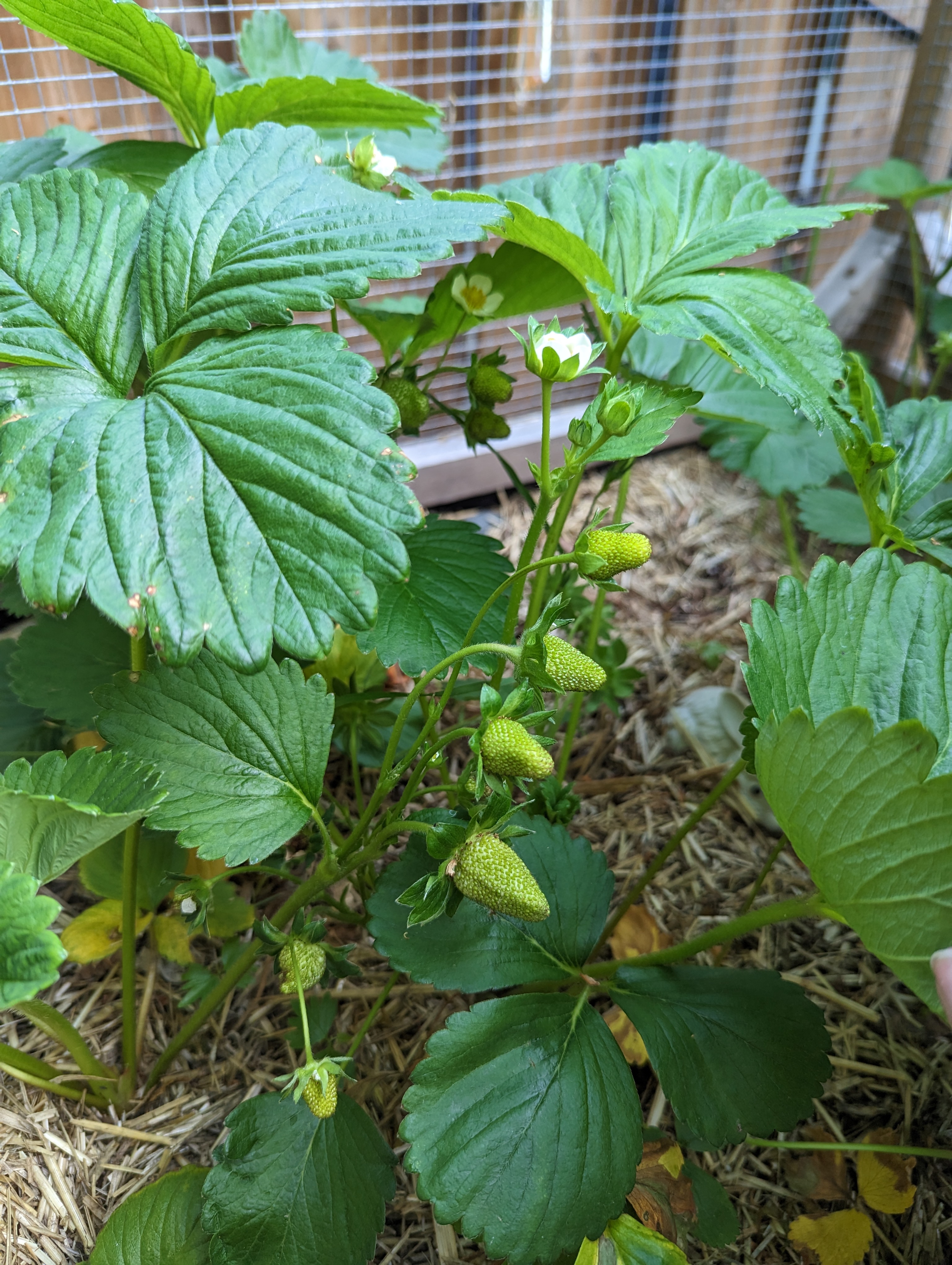 strawberry plants with hwhite flowers in bloom and some green unripened berries