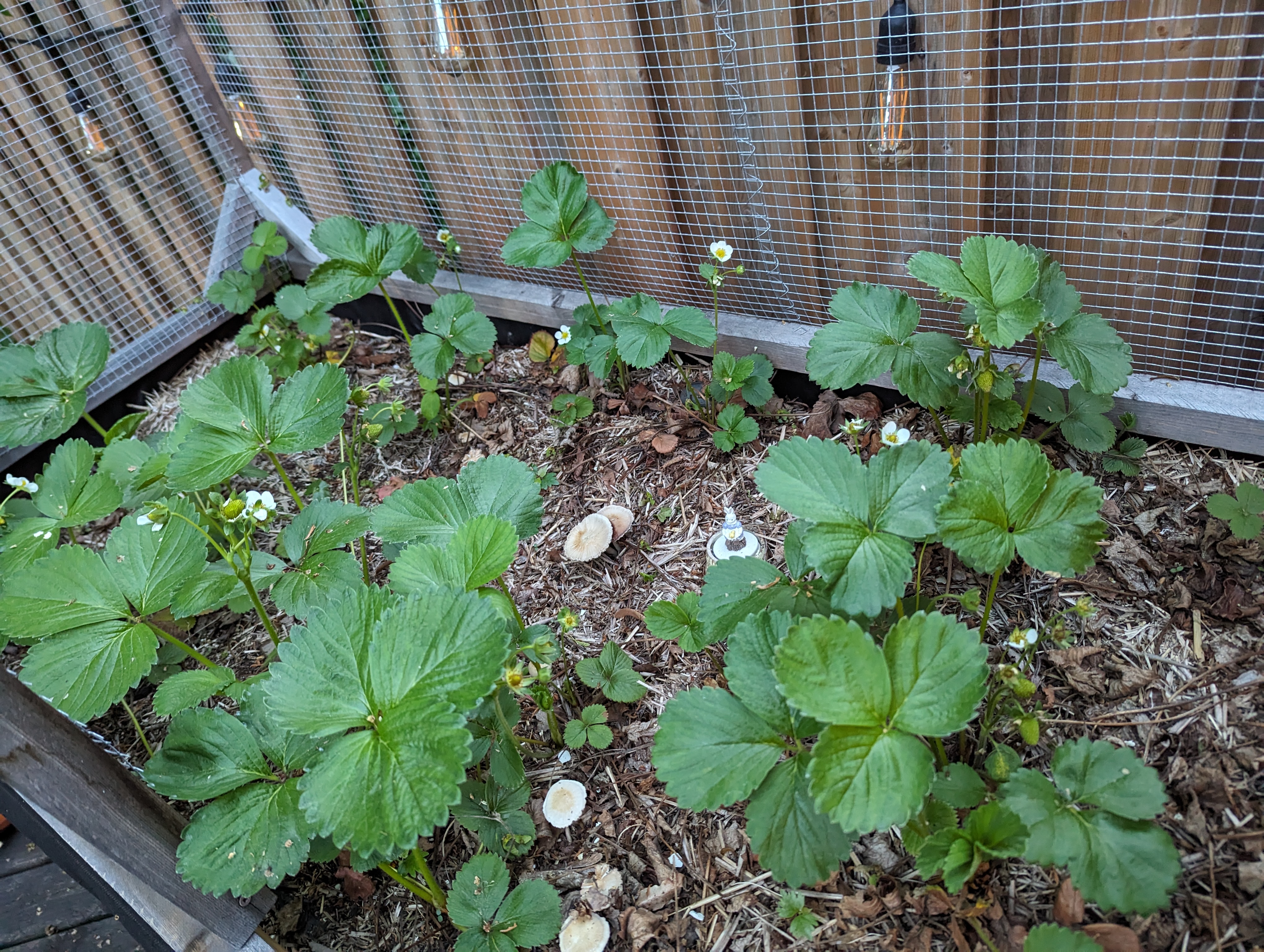 Lush strawberry plants growing in a raised-bed planter with straw mulch. A few unripe berries are visible. There are some light-coloured mushrooms growing as well.