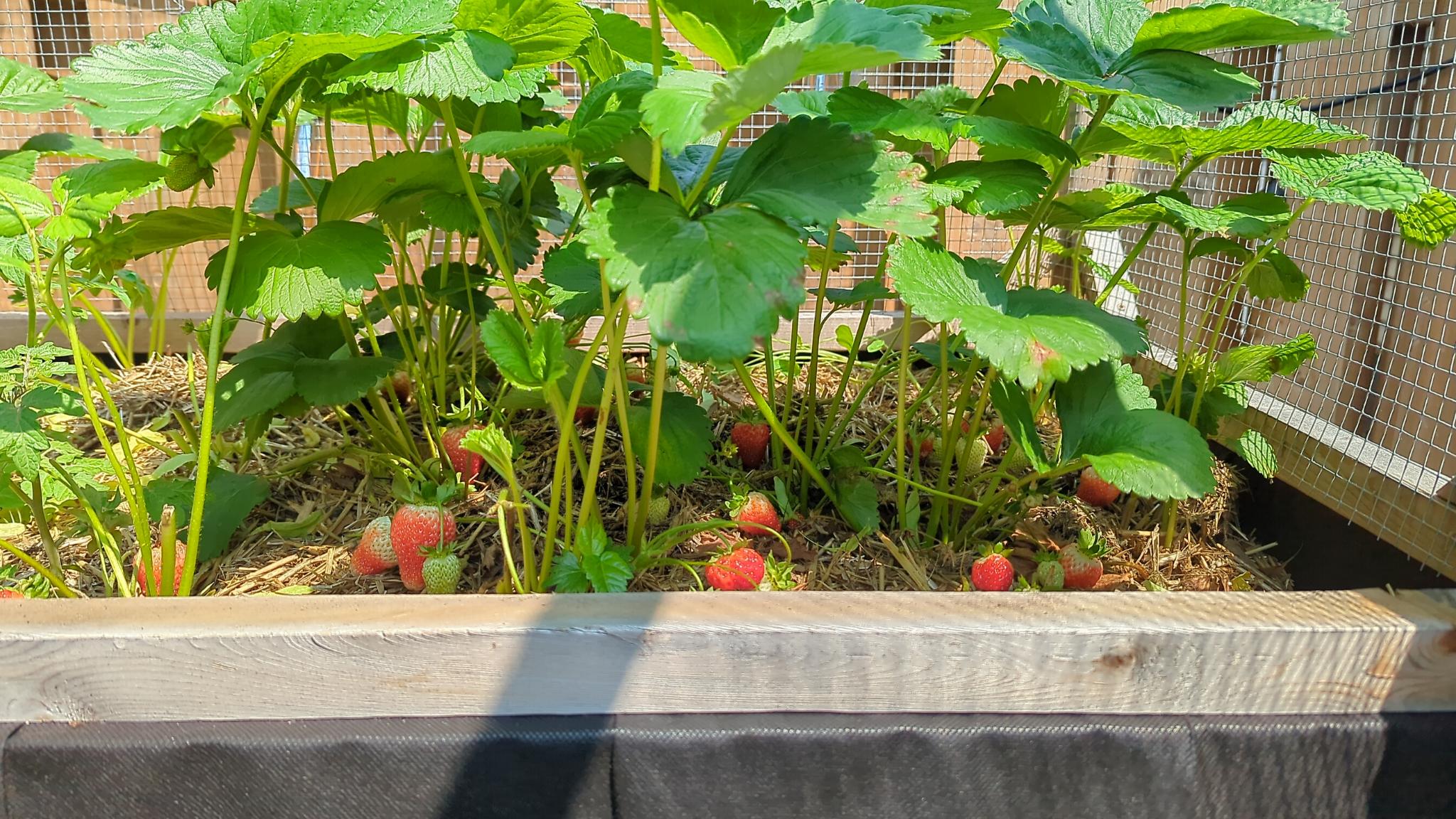 strawberry plants with many ripening berries!